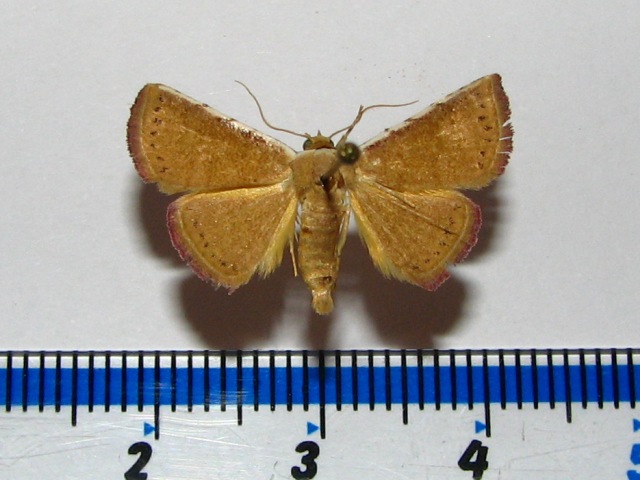 Eublemma albicosta